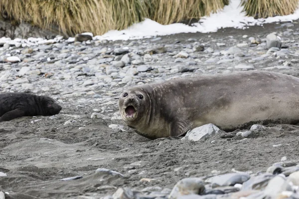 Female Southern Elephant Seal Her Pup Fortuna Bay South Georgia — Stock Photo, Image
