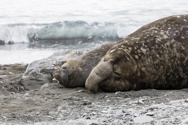 南极南乔治亚岛福图纳湾海滩上 雄性和雌性南象海豹并排躺着 — 图库照片