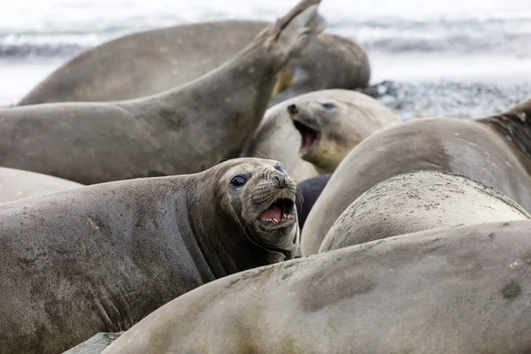 Foca Elefante Hembra Del Sur Colonia Fortuna Bay Georgia Del — Foto de Stock