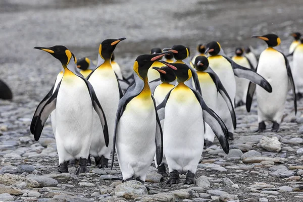 Grupo Pinguins Rei Corre Sobre Praia Seixos Baía Fortuna Geórgia — Fotografia de Stock