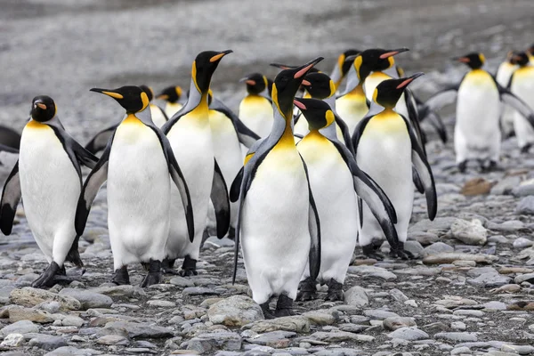 Grupo Pingüinos Rey Corre Sobre Playa Guijarros Fortuna Bay Georgia —  Fotos de Stock