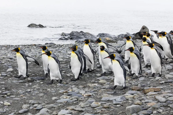 Grupo Pinguins Rei Corre Sobre Praia Seixos Baía Fortuna Geórgia — Fotografia de Stock