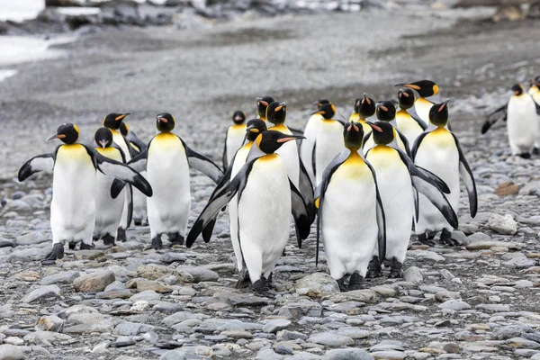 Grupa Króla Pingwiny Działa Kamienistej Plaży Zatoki Fortuna Georgia Południowa — Zdjęcie stockowe