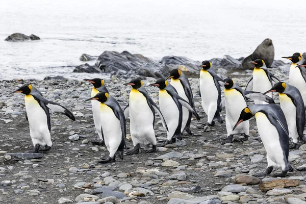 Grupp Kung Penguins Kör Över Stenstrand Fortuna Bay Sydgeorgien Antarktis — Stockfoto