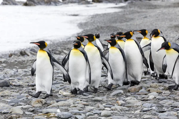 Grupp Kung Penguins Kör Över Stenstrand Fortuna Bay Sydgeorgien Antarktis — Stockfoto