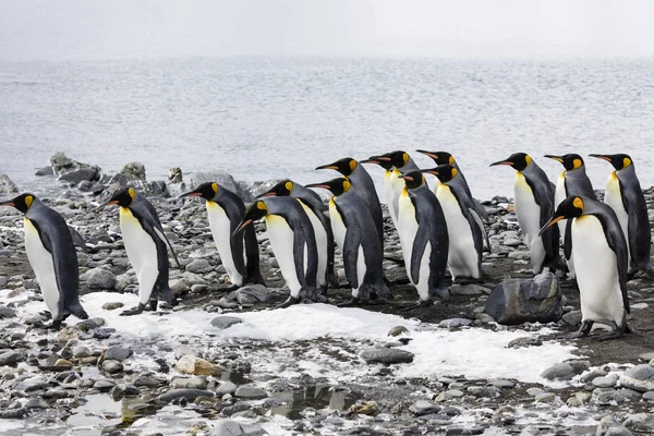 Grupa Króla Pingwiny Działa Rzędu Kamienistej Plaży Zatoki Fortuna Georgia — Zdjęcie stockowe