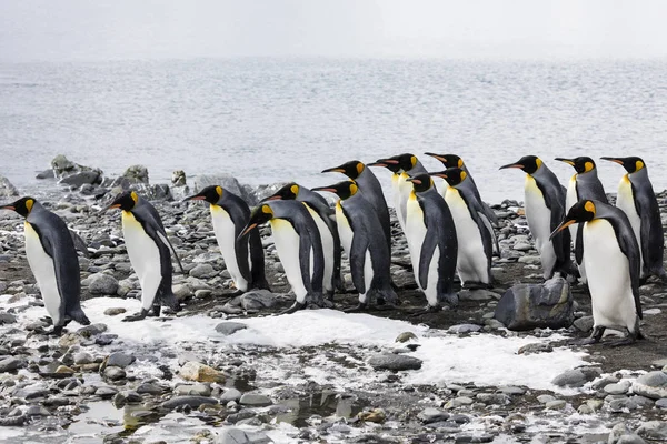 Grupp Kung Pingviner Körs Rad Över Stenstrand Fortuna Bay Sydgeorgien — Stockfoto