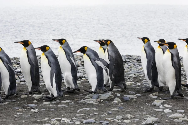 Grupo Pingüinos Rey Corre Fila Sobre Playa Guijarros Fortuna Bay — Foto de Stock