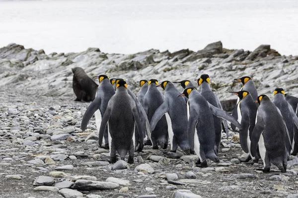 Grupo Pingüinos Rey Están Pie Juntos Una Playa Guijarros Fortuna — Foto de Stock
