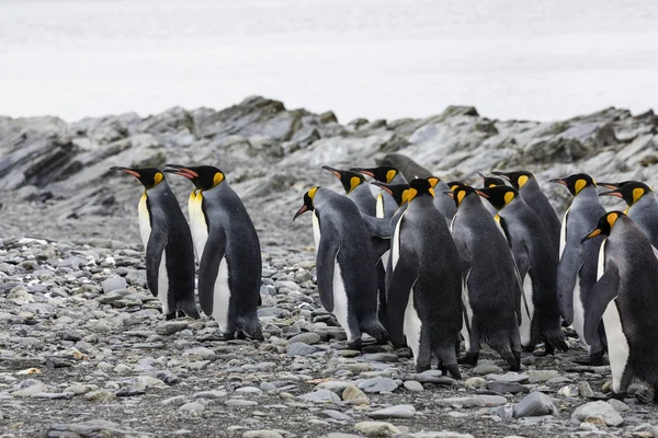 Grupa Króla Którego Pingwiny Stoją Razem Przy Kamienistej Plaży Zatoki — Zdjęcie stockowe