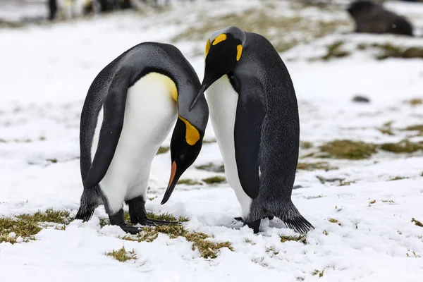 Una Pareja Enamorada King Penguin Intercambia Ternura Fortuna Bay Georgia —  Fotos de Stock