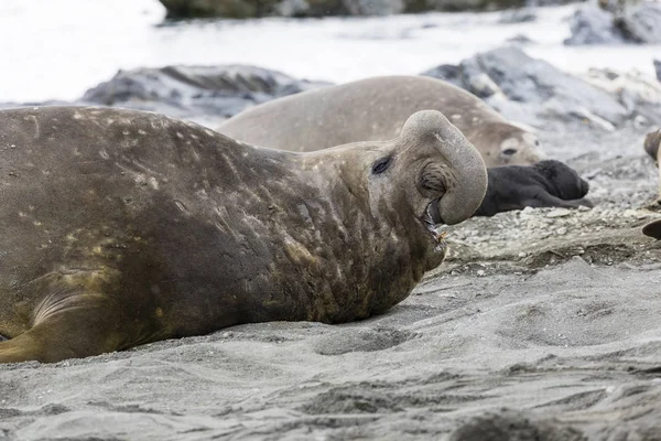 Närbild Manlig Sydlig Sjöelefant Fortuna Bay Sydgeorgien Antarktis — Stockfoto