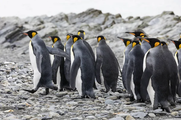 Grupp Kung Pingviner Står Tillsammans Stenstrand Fortuna Bay Sydgeorgien Antarktis — Stockfoto