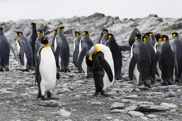 Grupo Pingüinos Rey Están Pie Juntos Una Playa Guijarros Fortuna — Foto de Stock