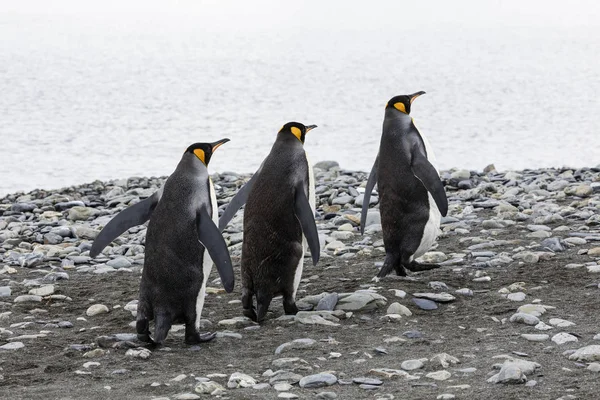 Três Pinguins Rei Correm Uma Fileira Sobre Praia Seixos Fortuna — Fotografia de Stock