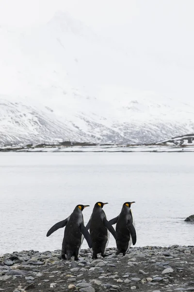 Drie Pinguins Loopt Een Rij Koning Het Kiezelstrand Fortuna Bay — Stockfoto