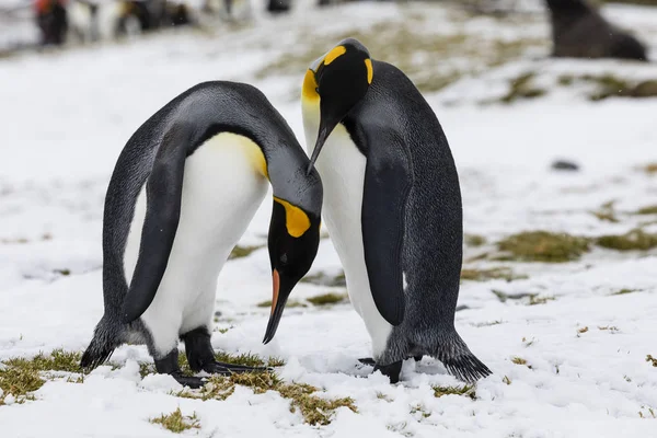 Una Pareja Enamorada King Penguin Intercambia Ternura Fortuna Bay Georgia — Foto de Stock