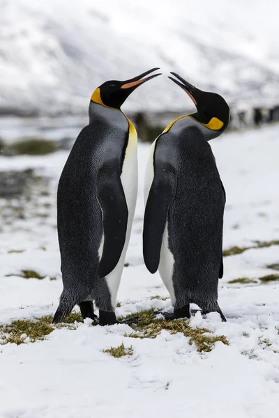 一位恋爱中的企鹅王夫妇在南极南乔治亚岛的福图纳湾交换了温柔 — 图库照片