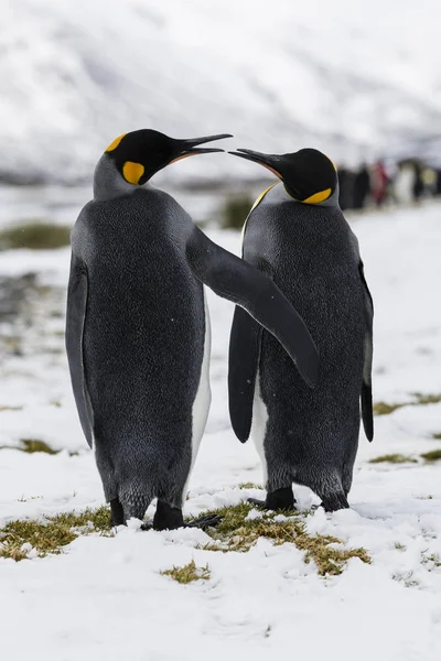 Una Pareja Enamorada King Penguin Intercambia Ternura Fortuna Bay Georgia — Foto de Stock