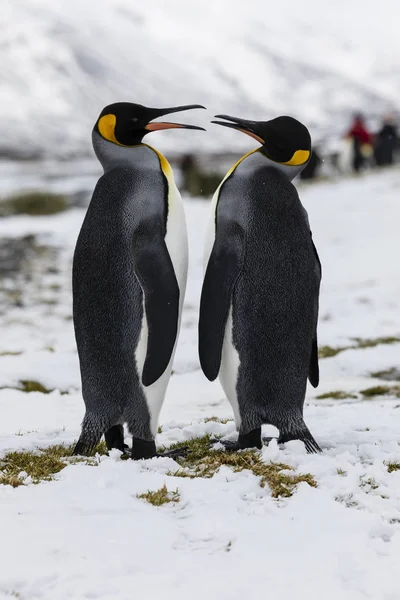 Fortuna Bay, Güney Georgia, Antarktika üzerinde hassasiyet içinde bir aşk kral penguen çift alışverişi