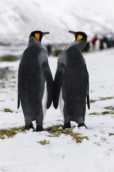 Love King Penguin Couple Exchanges Tenderness Fortuna Bay South Georgia — стоковое фото