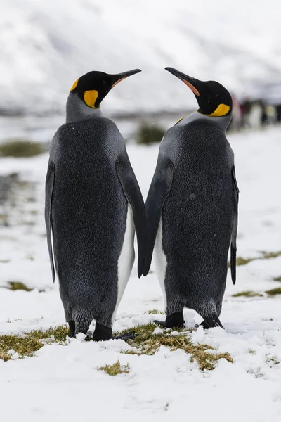 Una Pareja Enamorada King Penguin Intercambia Ternura Fortuna Bay Georgia — Foto de Stock