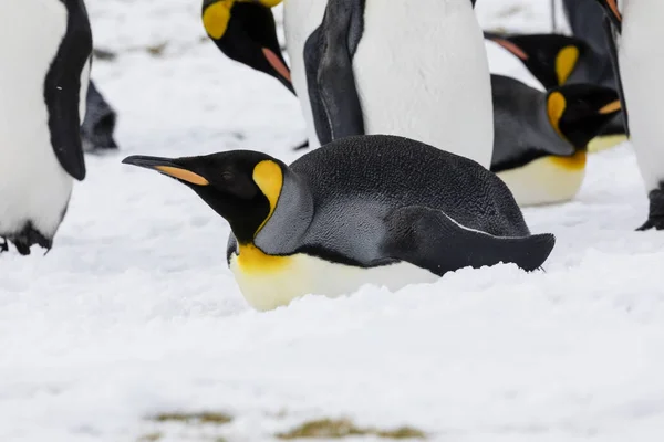 Král Penguin Leží Pohodlně Sněhu Fortuna Bay Jižní Georgie Antarktida — Stock fotografie