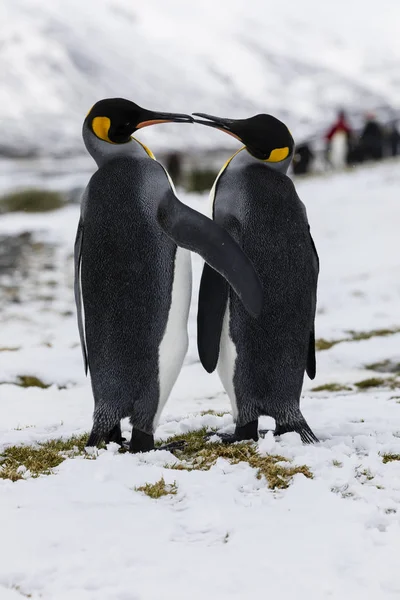 Couple Manchots Amoureux Échange Tendresse Sur Fortuna Bay Géorgie Sud — Photo