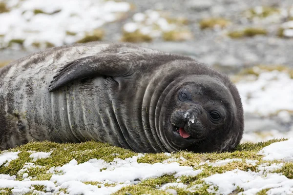 Cute Young Southern Elephant Yawns Fortuna Bay South Georgia Antarctica — Stock Photo, Image