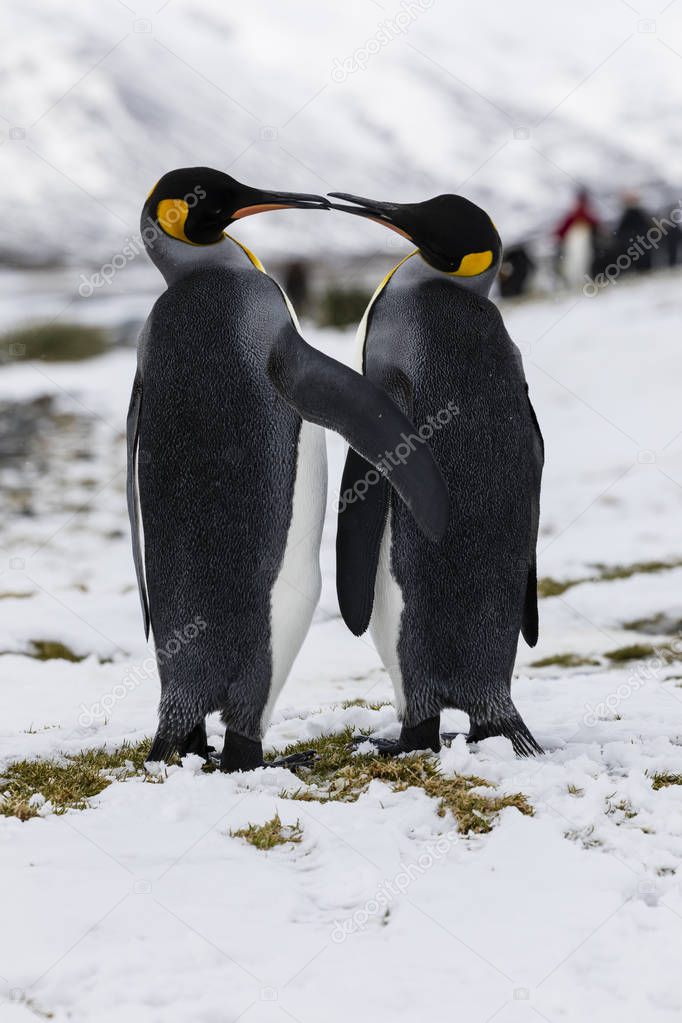 An in love King Penguin couple exchanges tenderness on Fortuna Bay, South Georgia, Antarctica