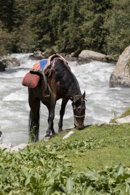 Sırasında bir ara vadinin Alty-Arashan içinde eyerlenmiş at grazes
