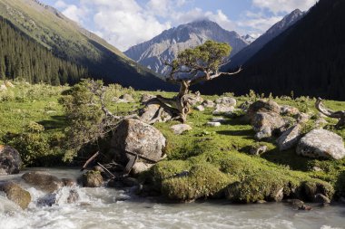 Valley of Altyn-Arashan in the late afternoon with a creek and a small old pine in the foreground in Kyrgyzstan clipart