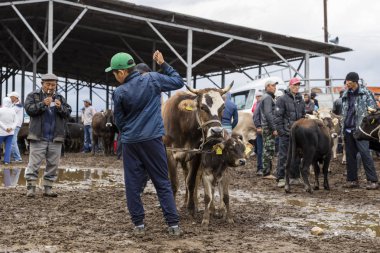 Karakol, Kırgızistan, 13 Ağustos 2018: Haftalık Pazar hayvan pazarı Karakol City Gölü Issyk-Kul Kırgızistan'daki doğu ucuna yakın. Orta Asya'daki en büyük hayvan pazarlarından biri.