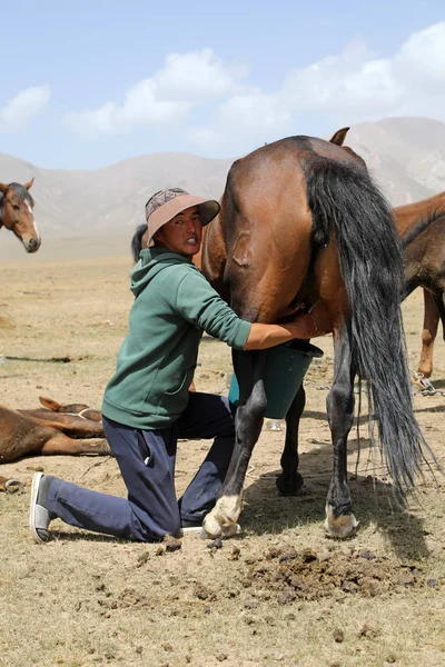 Lac Song Kul, Kirghizistan, 15 août 2018 : Les jeunes Kirghizes trayent une jument de cheval dans la steppe du lac Song Kul au Kirghizistan Photo De Stock