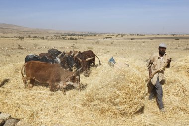 Addis Abeba, Etiyopya, 22 Şubat 2015: Etiyopya Çiftçi hasat Harman için onun inekler kullanma