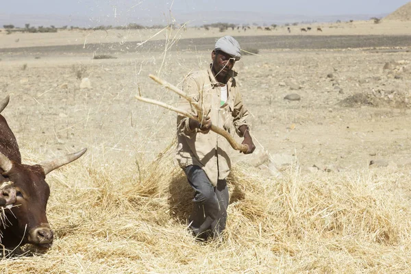 Addis Abeba, Etiopie, Únor 22 2015: etiopský farmář, který používá krávy k mlácení — Stock fotografie