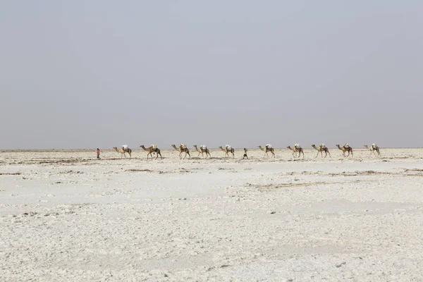 2015年2月22日, 埃塞俄比亚达纳基尔: 在埃塞俄比亚的非洲达纳基尔沙漠, 载有盐的骆驼大篷车 — 图库照片