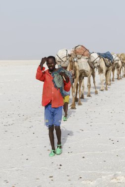 Danakil, Etiyopya, Şubat 22 2015: Afar erkekler, Danakil Çölü 'nden tuz blokları taşıyan bir deve karavanı en yakın köye götürüyor.
