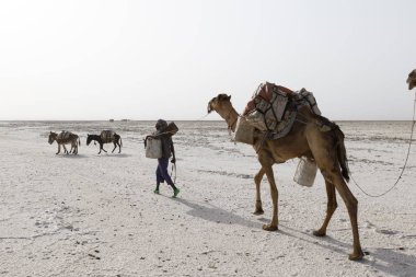 Danakil, Etiyopya, Şubat 22 2015: Afar erkekler, Danakil Çölü 'nden tuz blokları taşıyan bir deve karavanı en yakın köye götürüyor.