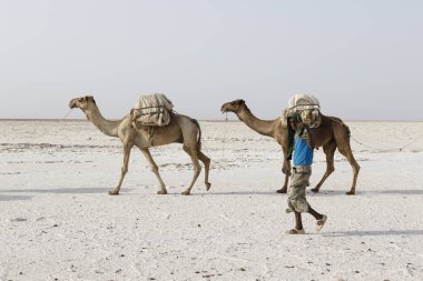 Danakil, Etiyopya, Şubat 22 2015: Afar erkekler, Danakil Çölü 'nden tuz blokları taşıyan bir deve karavanı en yakın köye götürüyor.