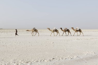 Danakil, Etiyopya, Şubat 22 2015: Afar erkekler, Danakil Çölü 'nden tuz blokları taşıyan bir deve karavanı en yakın köye götürüyor.