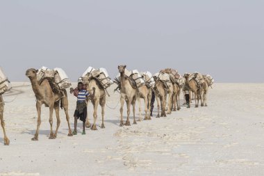 Danakil, Etiyopya, Şubat 22 2015: Afar erkekler, Danakil Çölü 'nden tuz blokları taşıyan bir deve karavanı en yakın köye götürüyor.