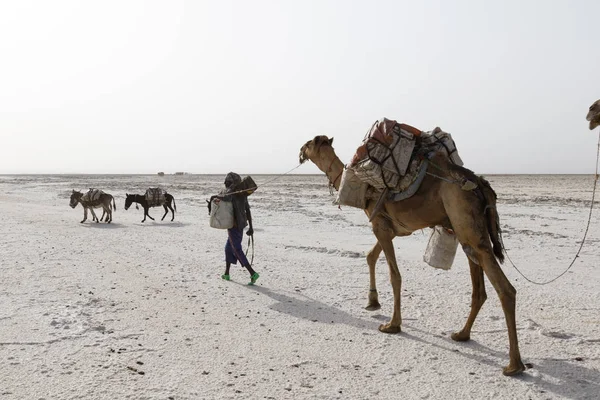 Danakil, Etiopía, 22 de febrero de 2015: Hombres de la distancia están liderando una caravana de camellos transportando bloques de sal desde el desierto de Danakil a la aldea más cercana — Foto de Stock