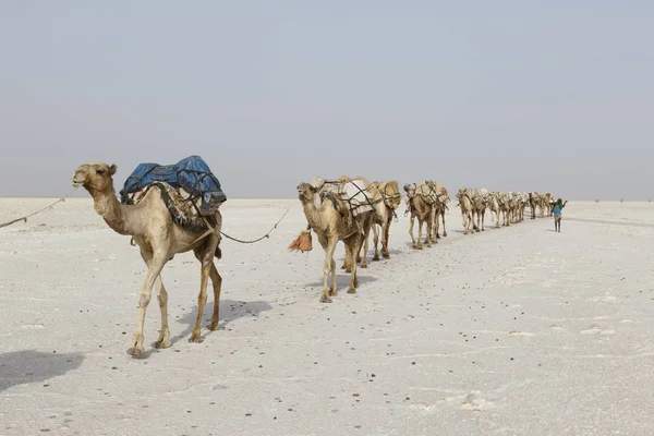 Danakil, Etiópia, 22 de fevereiro de 2015: Camelos carregam blocos de sal no deserto quente e inóspito de Danakil para a próxima aldeia na Etiópia — Fotografia de Stock