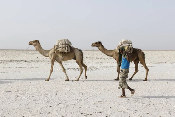 Данакіль, Ефіопія, 22 лютого 2015: Здалека чоловіків є провідні верблюжих караванів транспортування солей блоків данакіль пустелі до найближчого селища — стокове фото
