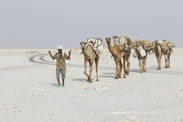 Danakil, Etiopía, 22 de febrero de 2015: Hombres de la distancia están liderando una caravana de camellos transportando bloques de sal desde el desierto de Danakil a la aldea más cercana — Foto de Stock