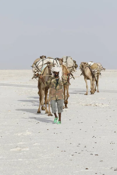 Danakil, Ethiopie, 22 février 2015 : Des hommes d'Afar conduisent une caravane de chameaux transportant des blocs de sel du désert de Danakil au village le plus proche — Photo