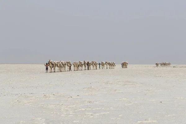 Danakil, Etiópia, 22 de fevereiro de 2015: Camelos carregam blocos de sal no deserto quente e inóspito de Danakil para a próxima aldeia na Etiópia — Fotografia de Stock