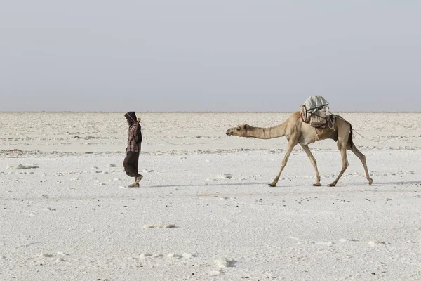 Danakil, Etiopia, 22 febbraio 2015: Gli uomini lontani stanno guidando una carovana di cammelli che trasporta blocchi di sale dal deserto di Danakil al villaggio più vicino — Foto Stock