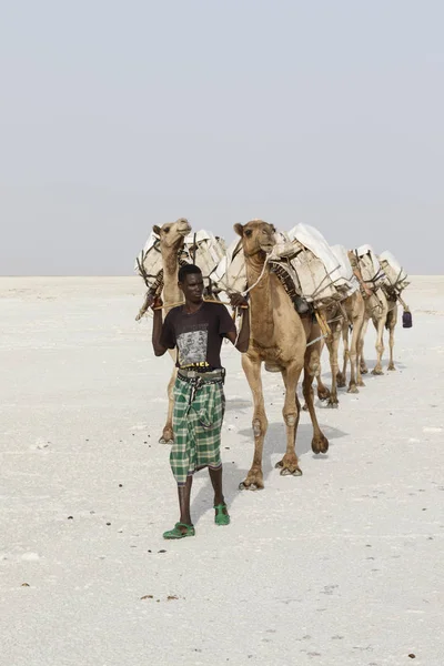 Danakil, Etiópia, 22 de fevereiro de 2015: Homens afar estão liderando uma caravana de camelo transportando blocos de sal do Deserto do Danakil para a aldeia mais próxima — Fotografia de Stock